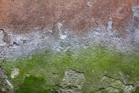 Green Wall Texture Grass