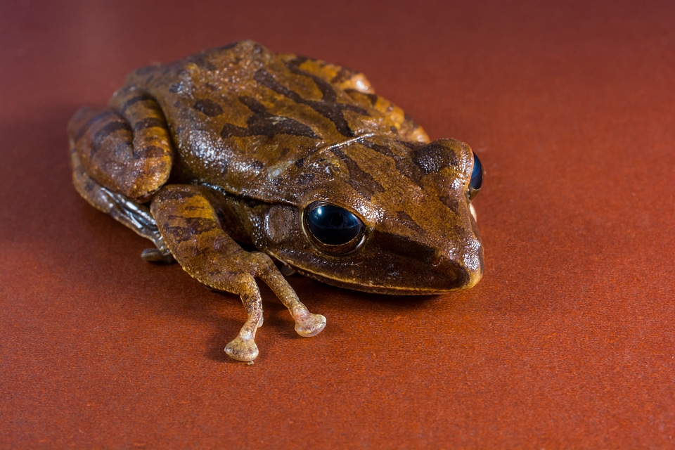 Anuran frog amphibians