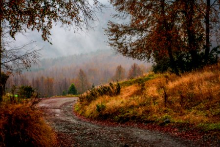 Nature Path Ecosystem Leaf photo