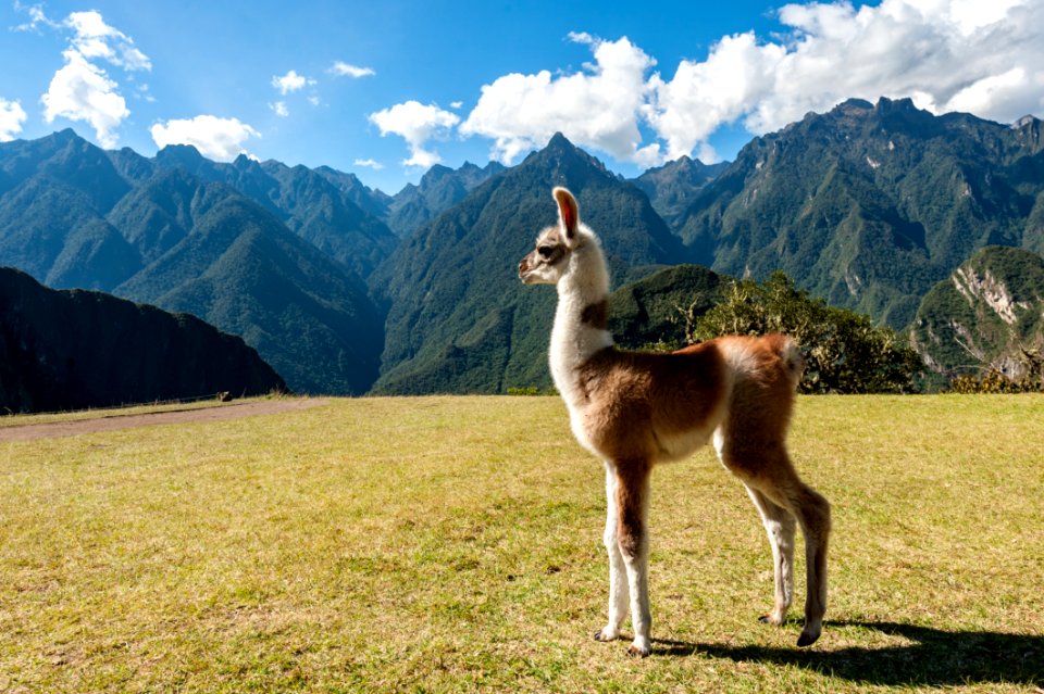 Llama Grassland Fauna Ecosystem