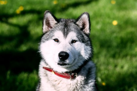 Dog Like Mammal Dog Dog Breed Siberian Husky photo