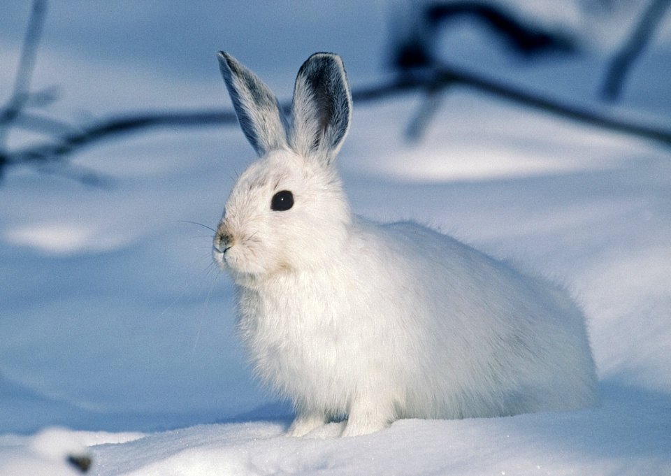 Mammal Rabits And Hares Hare Rabbit