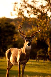 Wildlife Deer Fauna White Tailed Deer photo