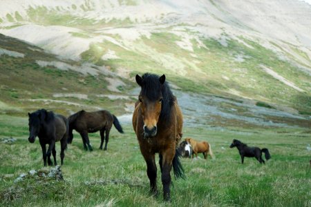 Horse Pasture Ecosystem Horse Like Mammal photo