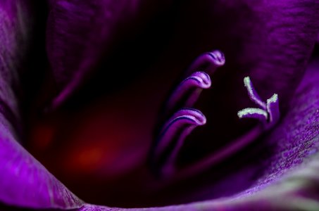 Violet Purple Flower Close Up photo