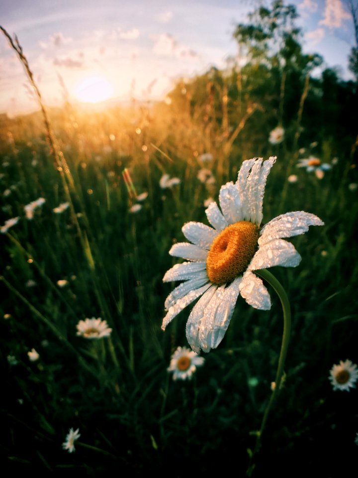 Flower Oxeye Daisy Wildflower Flora