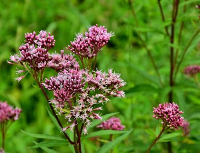 Plant Flower Flora Ironweed photo