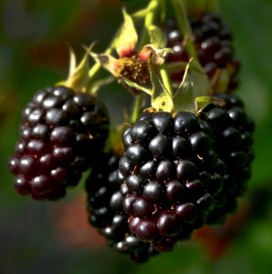 Blackberry Berry Boysenberry Raspberries Blackberries And Dewberries