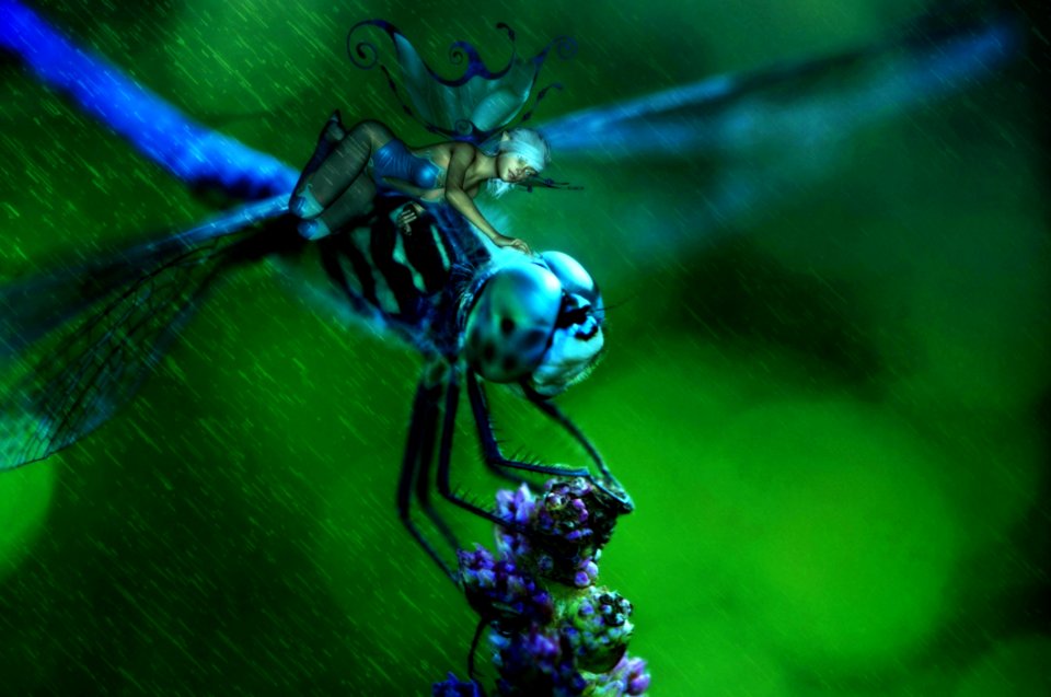 Dragonfly Insect Dragonflies And Damseflies Invertebrate