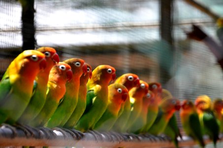 Bird Parrot Parakeet Fauna photo