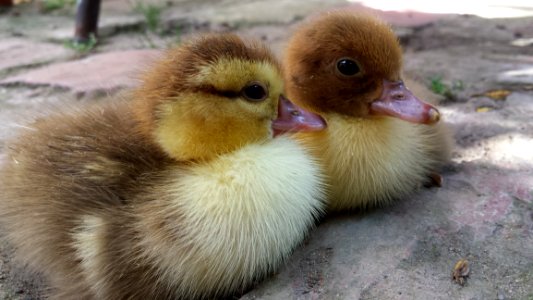 Bird Duck Fauna Beak