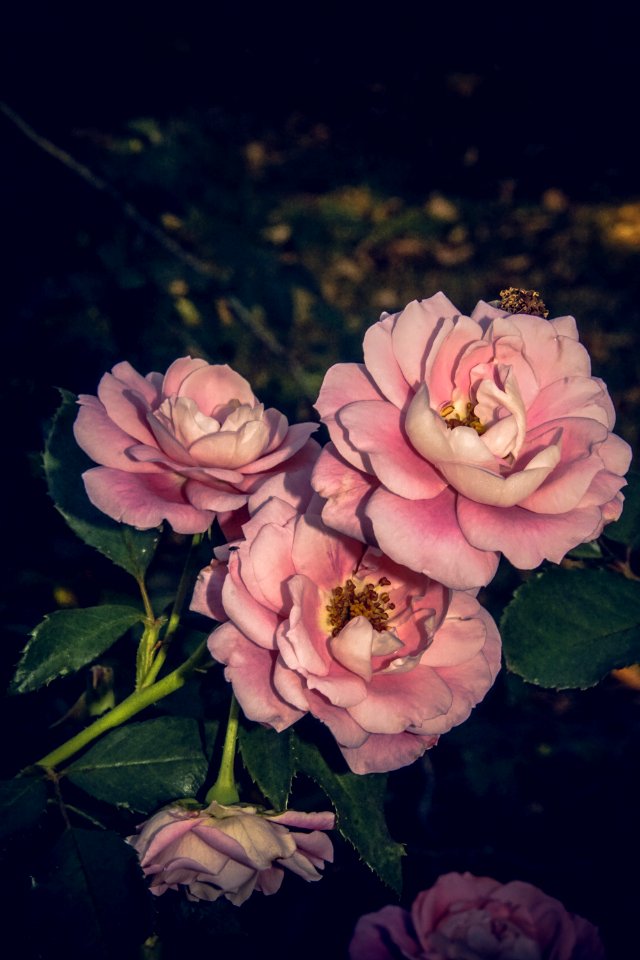 Flower Pink Rose Family Rose