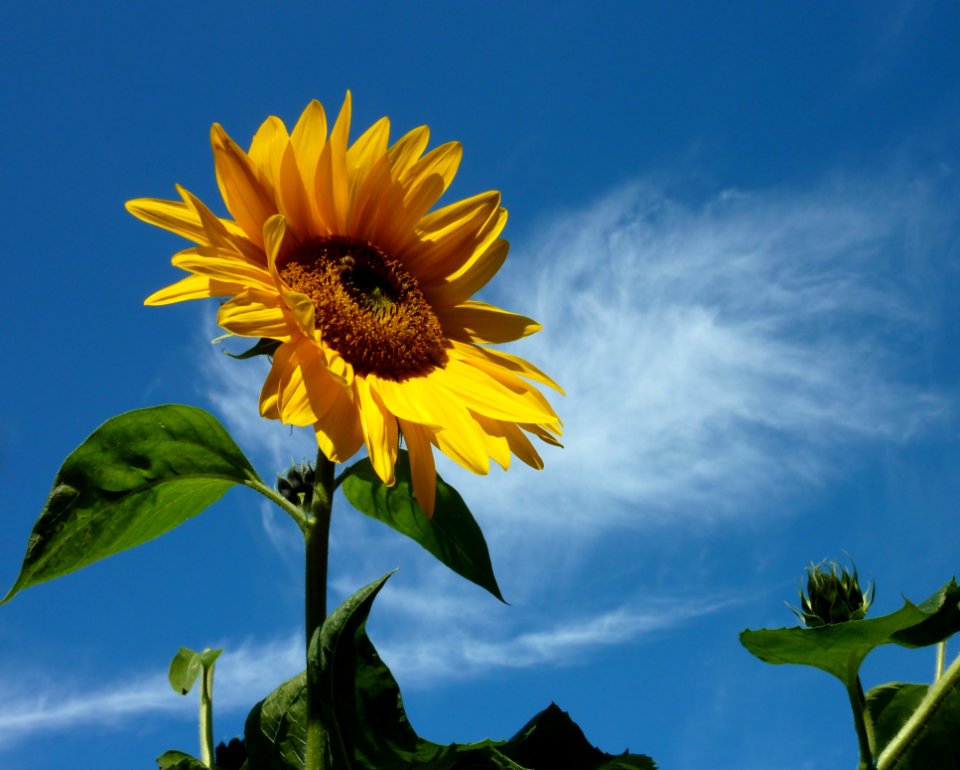Flower Sunflower Sky Yellow
