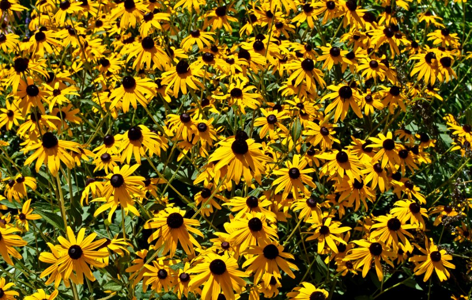 Flower Yellow Plant Flora