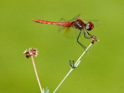 Insect Dragonfly Dragonflies And Damseflies Invertebrate photo