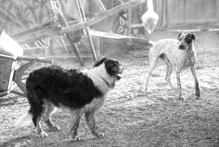 Dog Black And White Dog Like Mammal Dog Breed photo