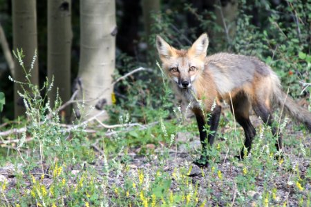 Wildlife Fauna Mammal Fox photo