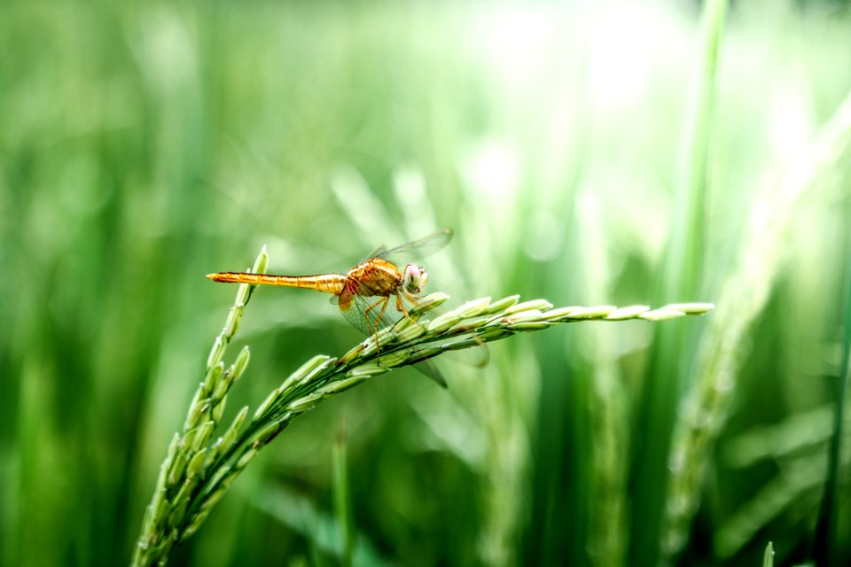 Insect Dragonfly Dragonflies And Damseflies Grass