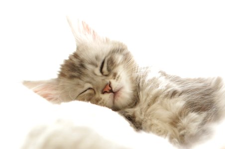 Cat Small To Medium Sized Cats Whiskers Cat Like Mammal