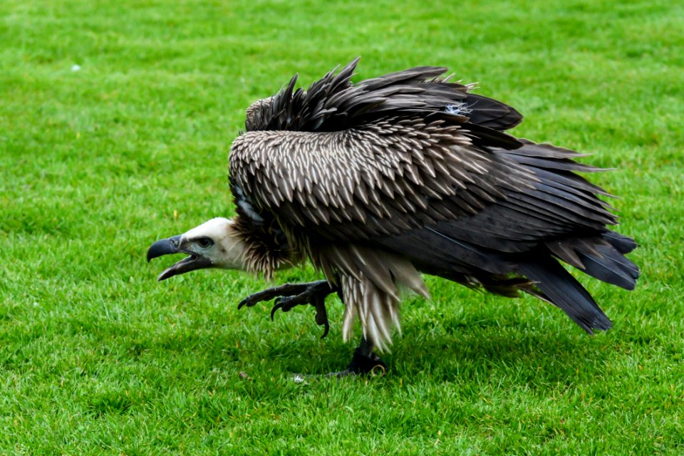 Bird Beak Fauna Bird Of Prey