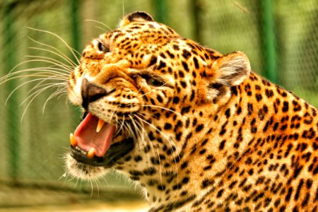 Leopard Wildlife Terrestrial Animal Jaguar photo