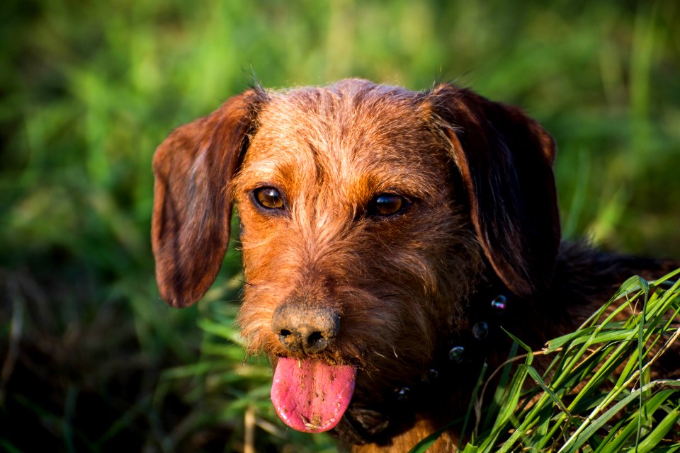 Dog Dog Breed Dog Like Mammal Mammal