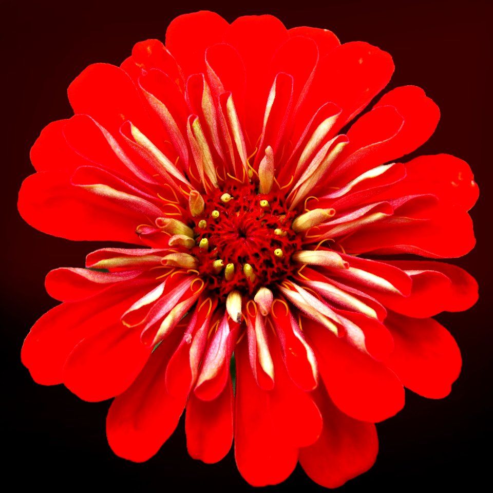 Flower Red Petal Close Up