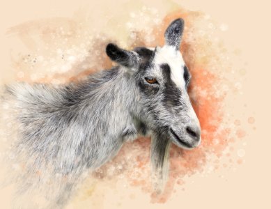 Goats Fauna Wildlife Horn