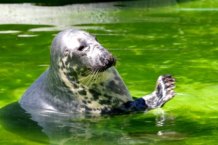 Harbor Seal Mammal Fauna Water