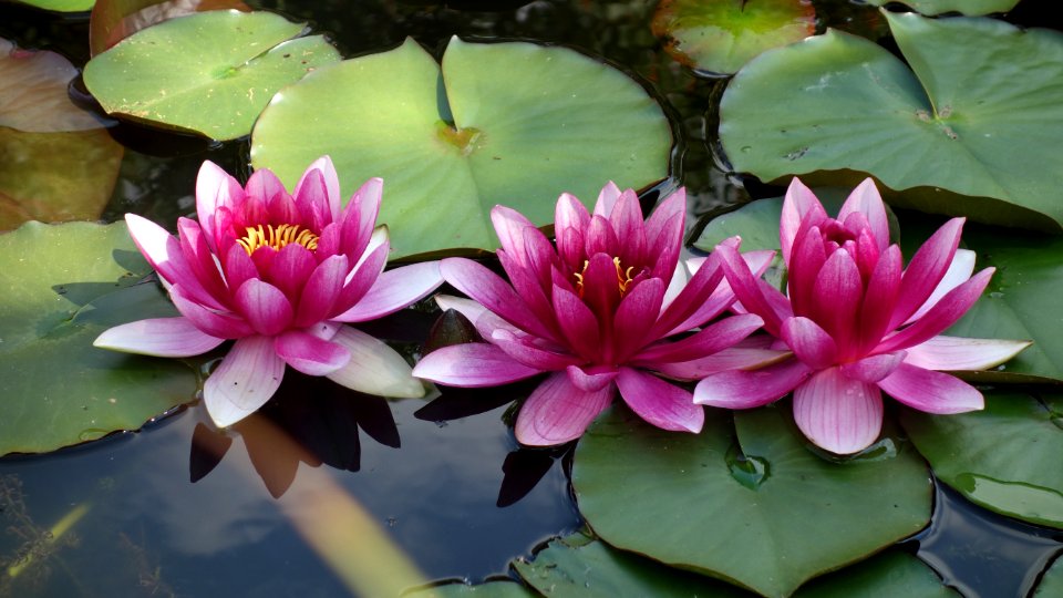 Flower Plant Flora Sacred Lotus