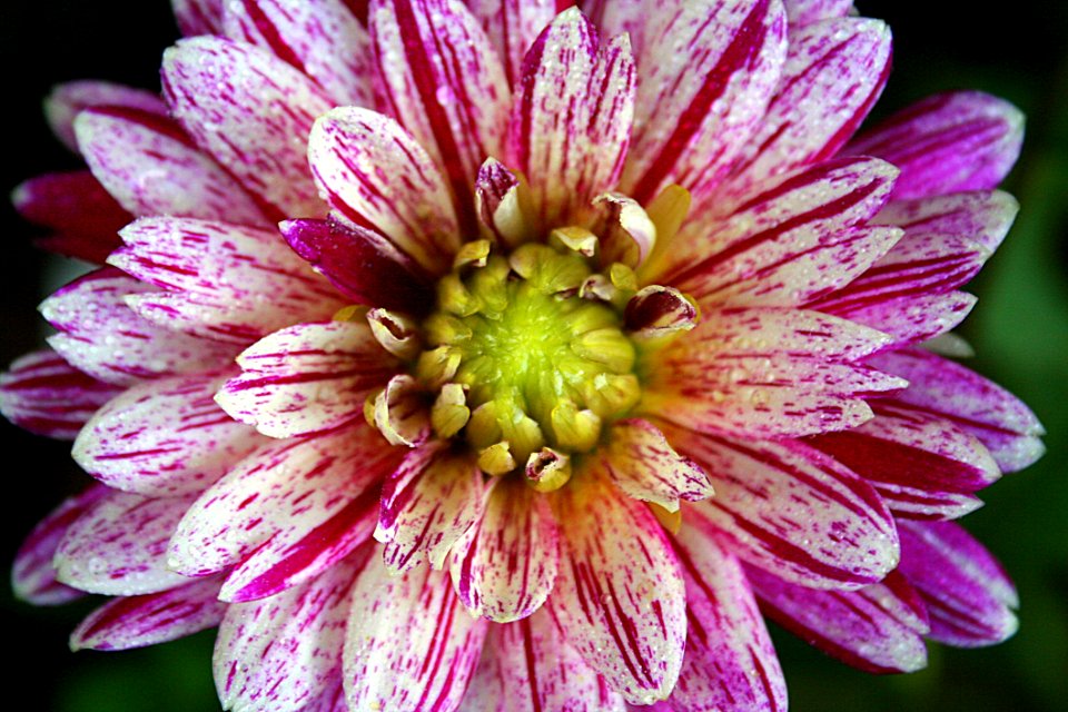 Flower Plant Flora Petal
