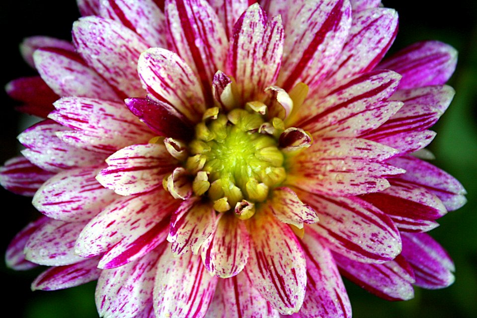 Flower Plant Flora Petal photo