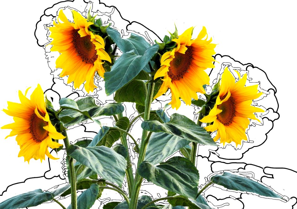 Flower Sunflower Flowering Plant Plant