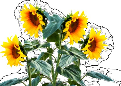 Flower Sunflower Flowering Plant Plant