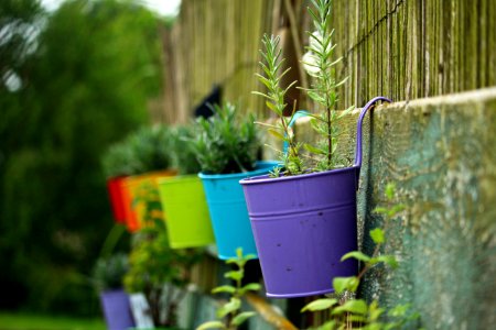 Green Plant Flora Garden photo