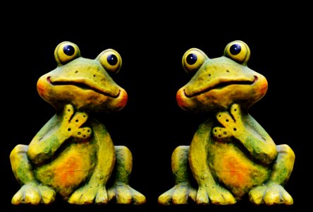 Ranidae Amphibian Frog Toad photo