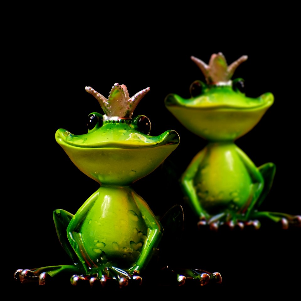 Ranidae Frog Tree Frog Amphibian