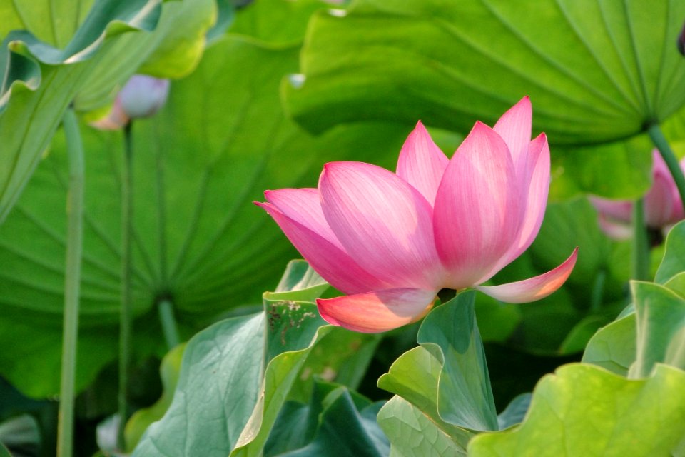 Flower Plant Lotus Sacred Lotus