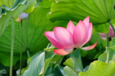 Flower Plant Lotus Sacred Lotus