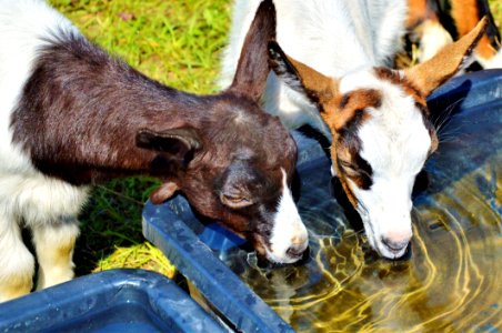 Fauna Goats Horse Like Mammal Livestock