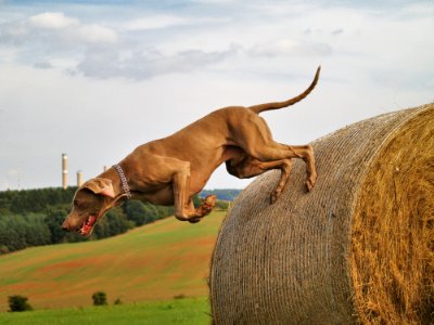 Ecosystem Fauna Dog Grassland