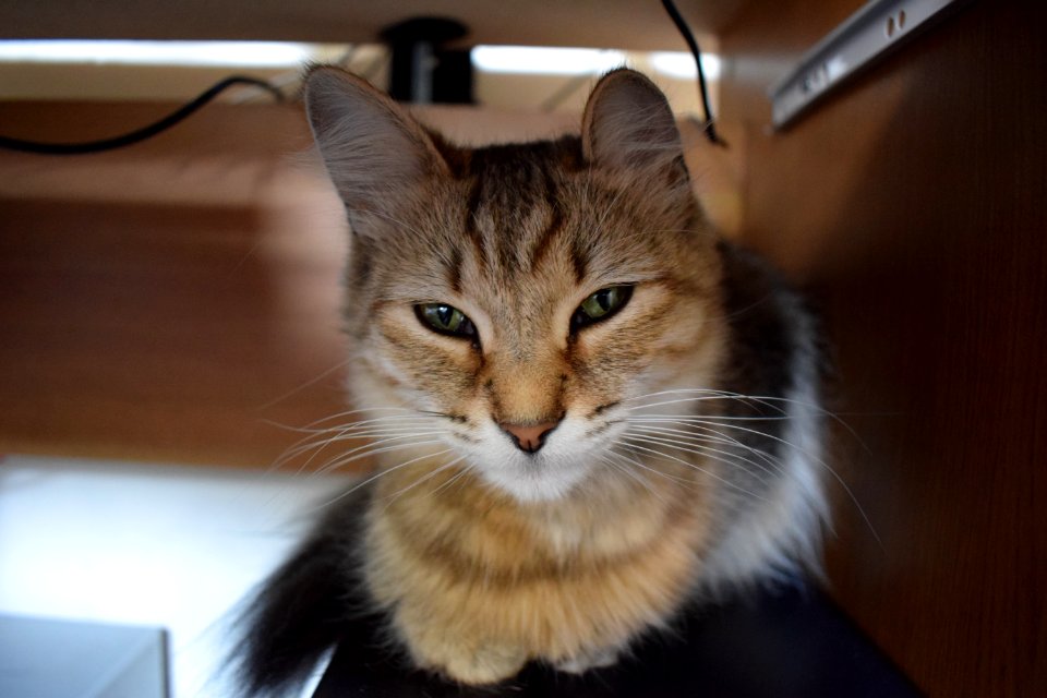 Cat Whiskers Mammal Small To Medium Sized Cats