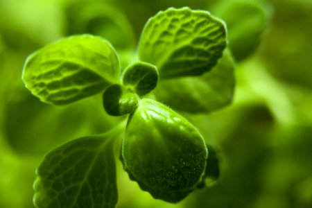 Green Leaf Close Up Water photo