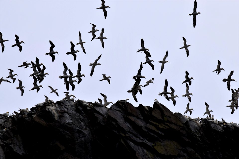 Bird Sky Flock Animal Migration