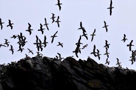 Bird Sky Flock Animal Migration photo