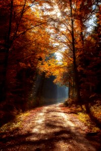 Nature Woodland Autumn Forest