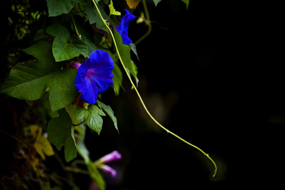 Flower Flora Plant Violet