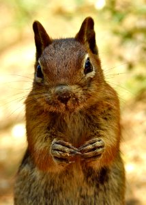 Squirrel Mammal Fauna Whiskers photo