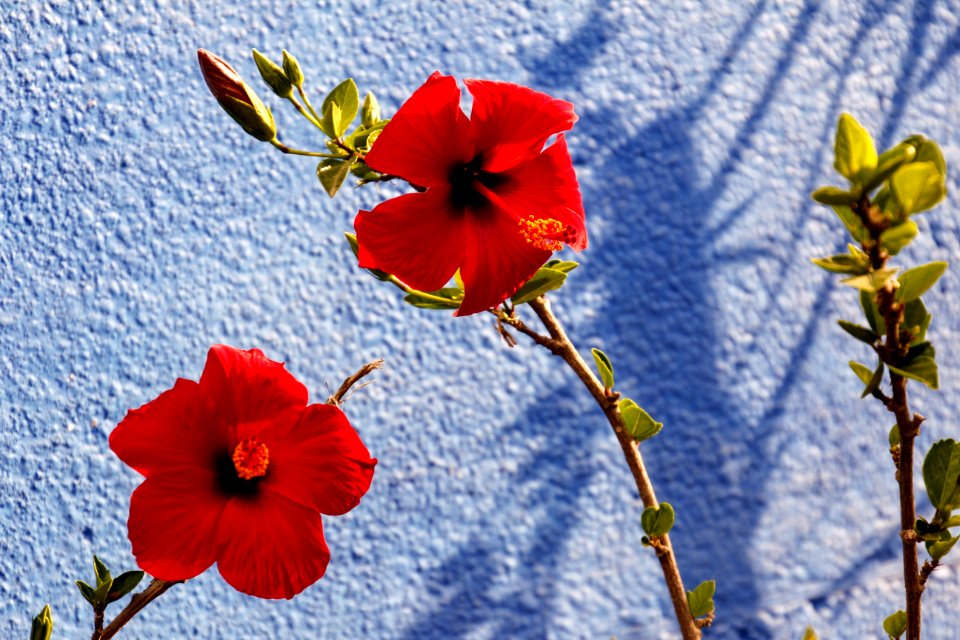 Flower Red Flowering Plant Plant