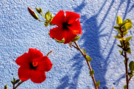 Flower Red Flowering Plant Plant